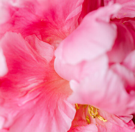 Our fave florists (USA, Caribbean & Med)