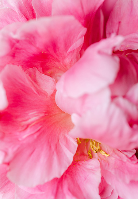 Our fave florists (USA, Caribbean & Med)