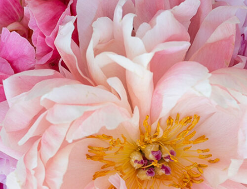 Your essential floral tools