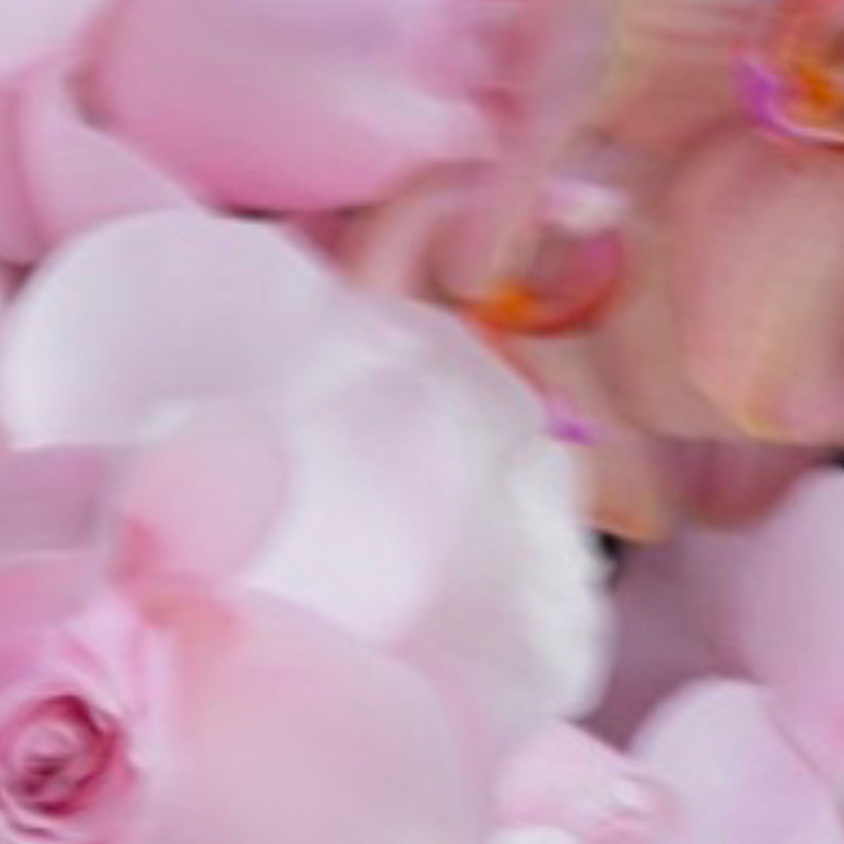 Luxe Baby Pink Rose Box